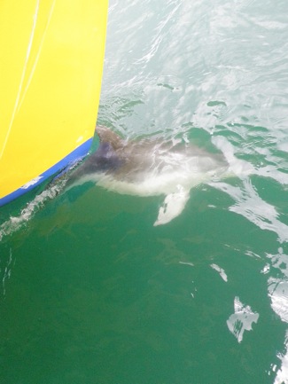 view of dolphin from bow of boat