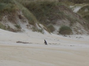 A little yellow-eyed penguin crossing the beach in front of us