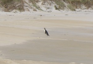 The little penguin scampering up Sandfly Beach