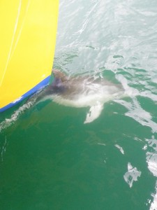 Dolphins gracing our presence in the Bay of Islands.