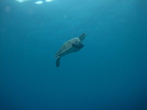A turtle swimming to the surface