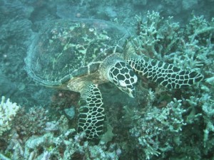 A sea turtle at the Great Barrier Reef
