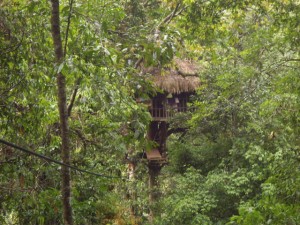 View of the tree house