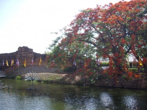 The beautiful trees down by the river in Chiang Mai